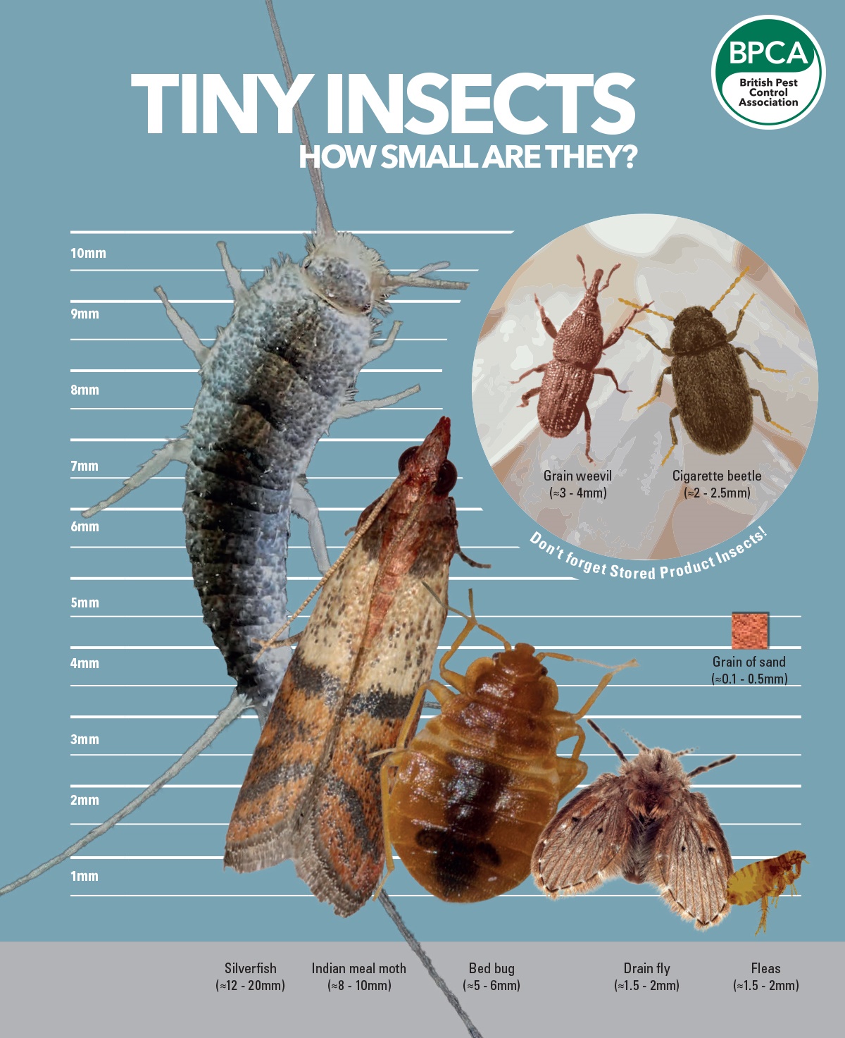 Tiny insects infographic